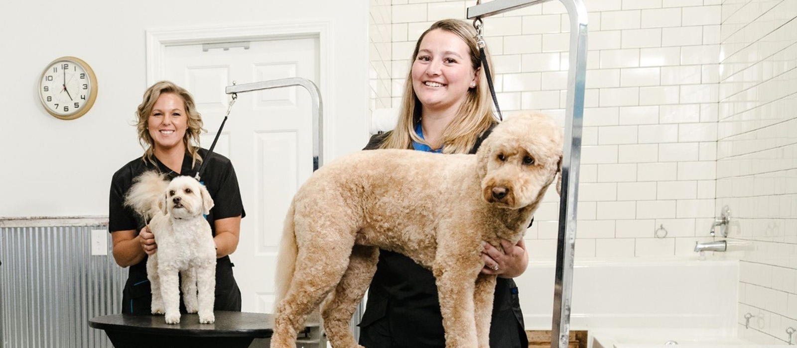 Paragon Pet Grooming Carroll Community College