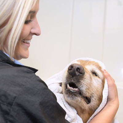 Paragon Pet Grooming Carroll Community College