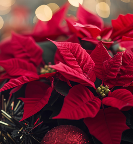 Travel Longwood Christmas Carroll Community College