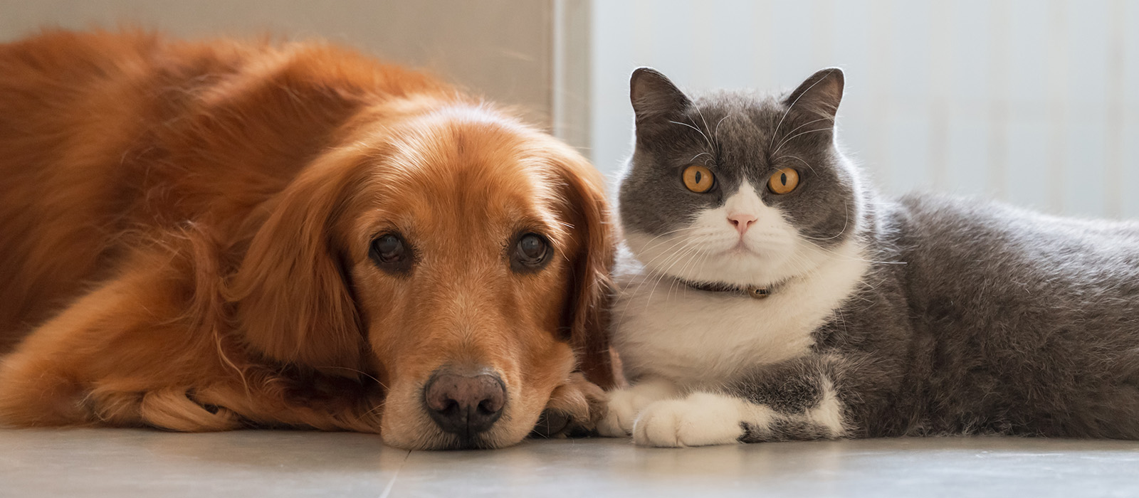 Cool Cats and Canines hero Carroll Community College