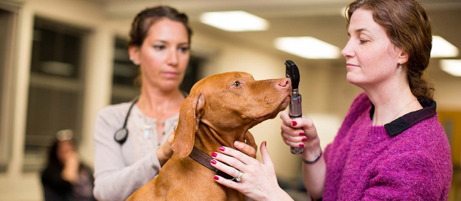 Veterinary Assistant Certificate - Carroll Community College